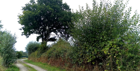 Titelbild des Videos "der Aufbau eines Knicks"