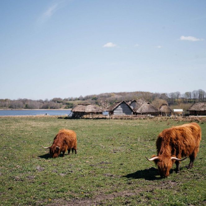 Wikingerhäuser Haithabu mit Galloways