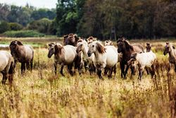 Geltinger Birk Wildpferde Herde auf dem Feld