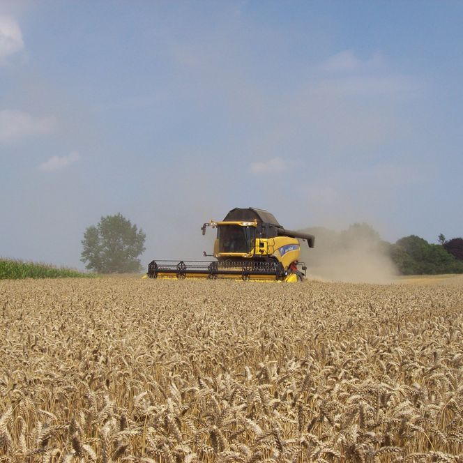 Regionale Produkte Mähdrescher auf dem Feld