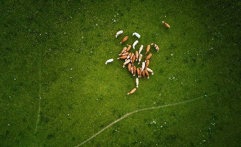 Eine Luftaufnahme. Hier wurde von oben eine Herde Rinder fotografiert. Die Rinder haben hellbraunes Fell und stehen auf einer grünen Wiese.