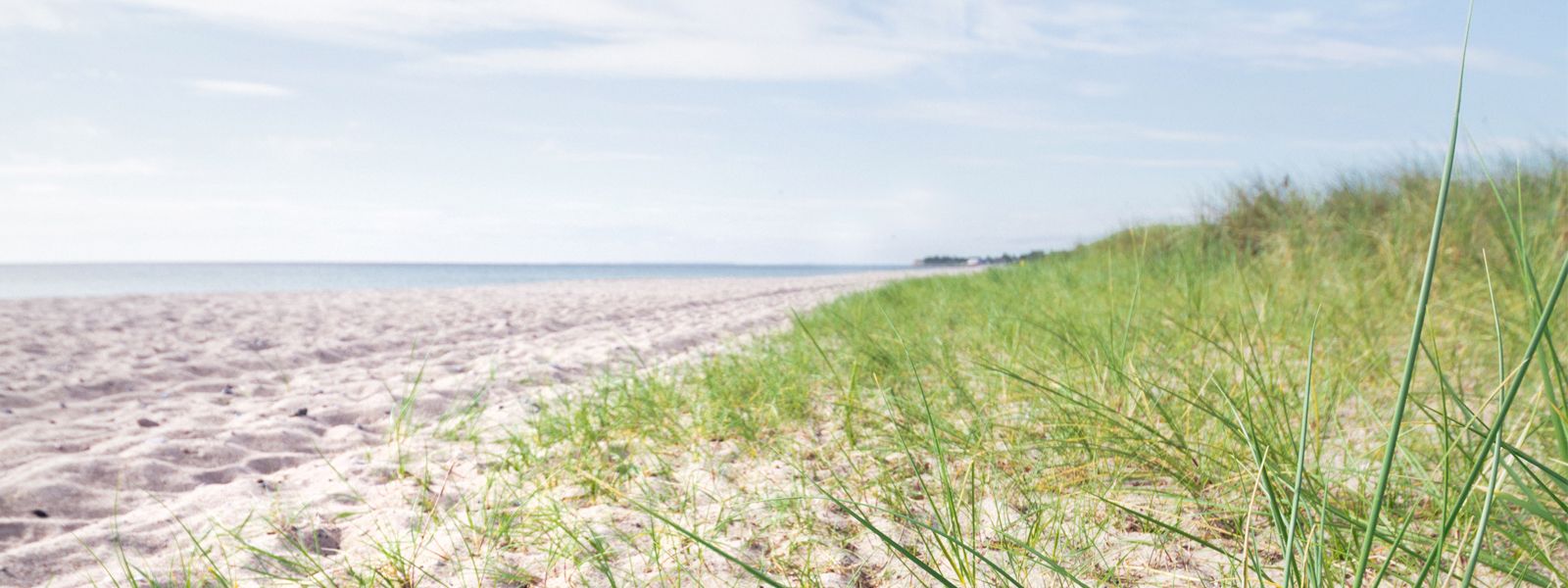 Ufergrün an der Geltinger Bucht