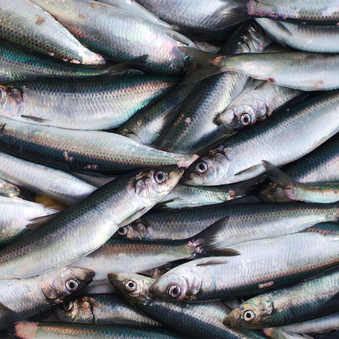 Heringe aus der Schlei