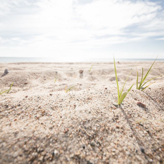 Ostseestrand an der Geltinger Bucht