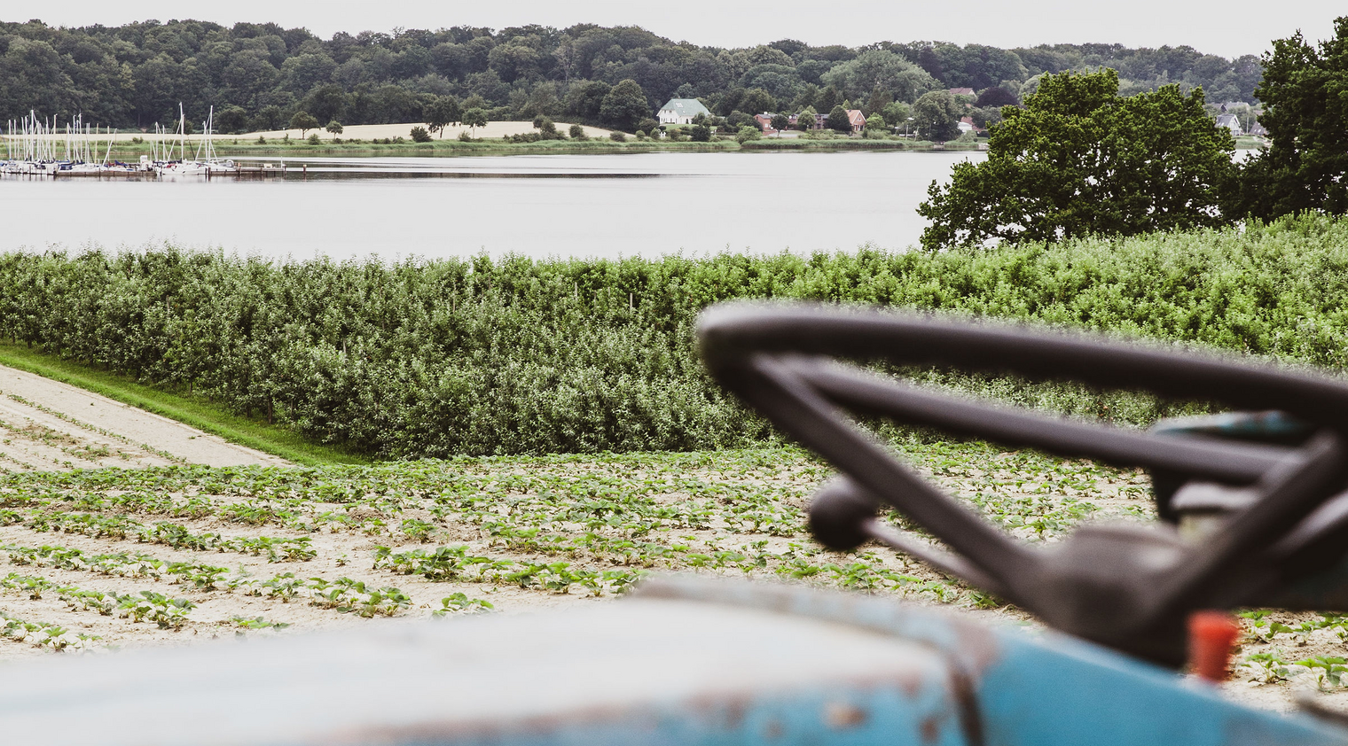 Ein alter blauer Traktor auf einem Feld. Im Hintergrund ist der Meeresarm Schlei und das gegenüberliegende Ufer zu sehen