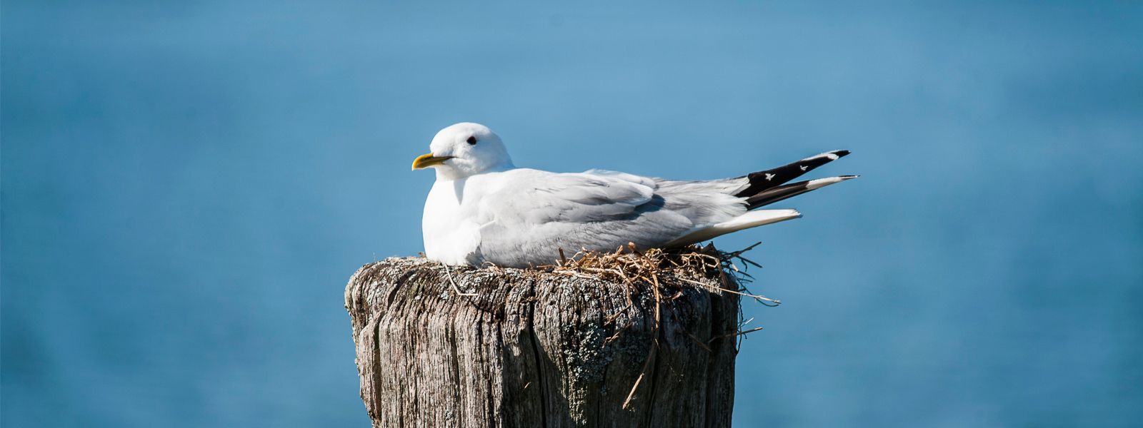 Möwe an der Ostsee