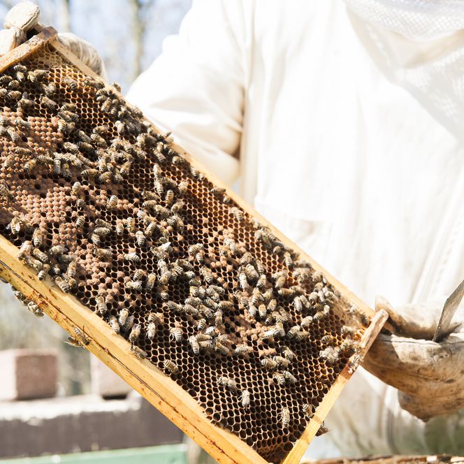 Regionale Produkte Honigbienen