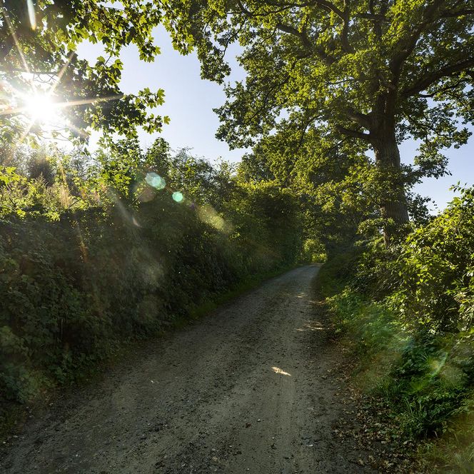 Osterwall UNESCO Welterbe Haithabu-Danewerk